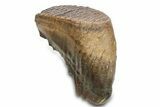 Woolly Mammoth Upper M Molar - North Sea Deposits #298471-4